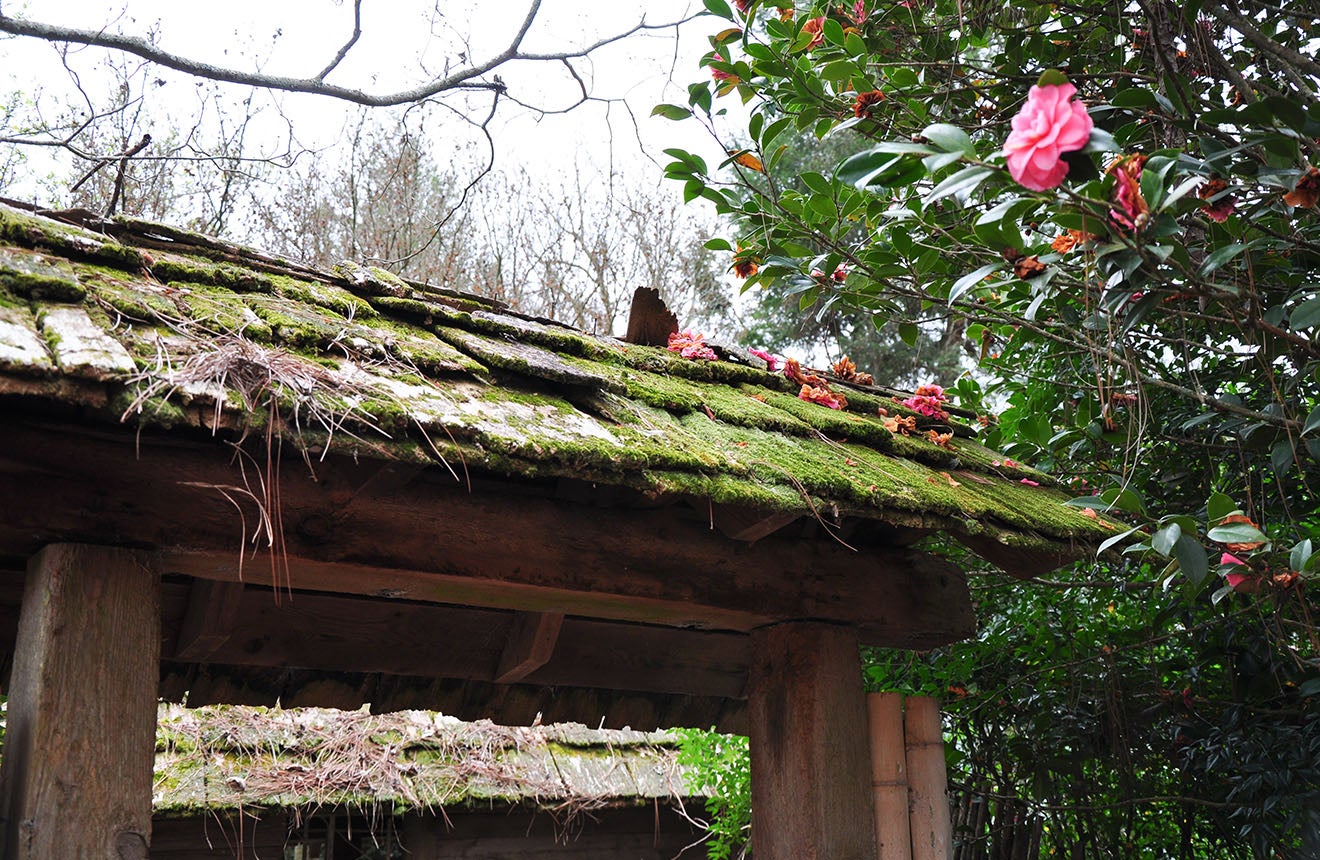 Abzumaya in the Massee Lane Gardens Japanese Garden