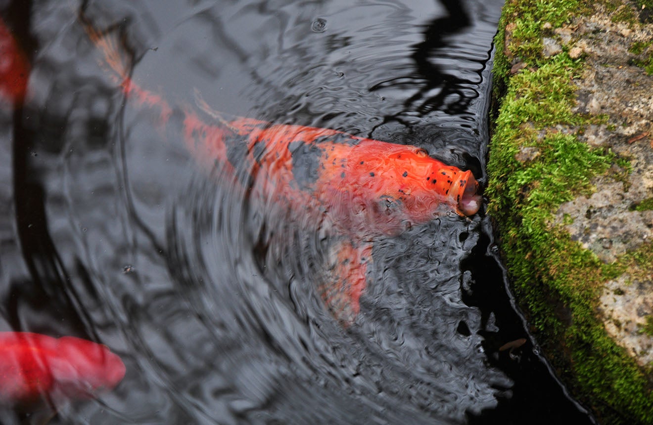 Koi Fish up close at the Massee Lane Gardens