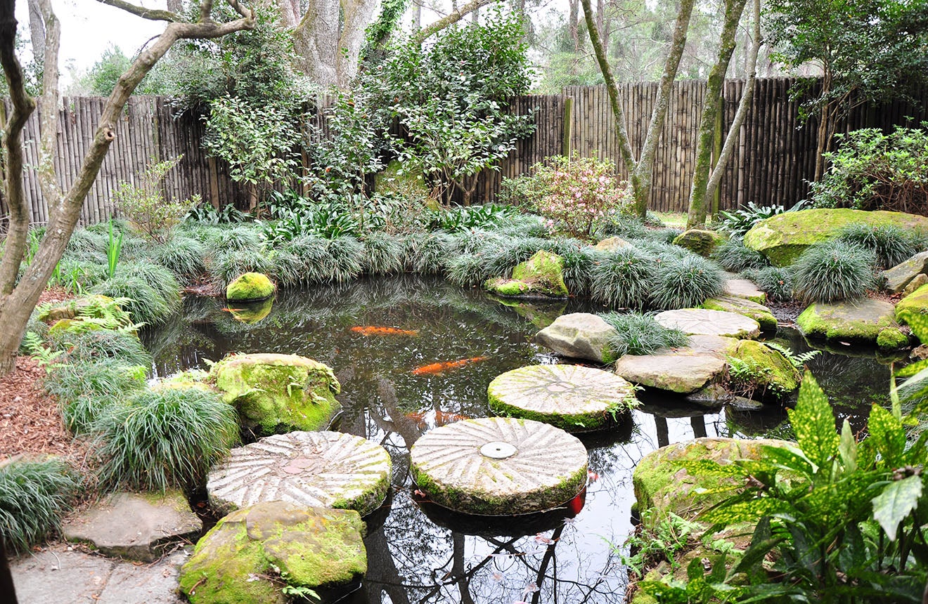 Koi Fish at the Massee Lane Gardens