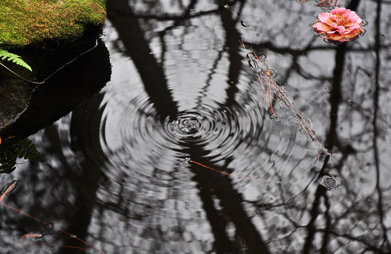 Koi Pond in the Massee Lane Gardens Japanese Garden
